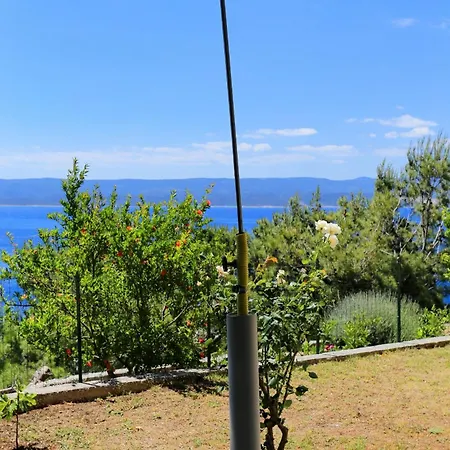Marusici 1024a Mimice